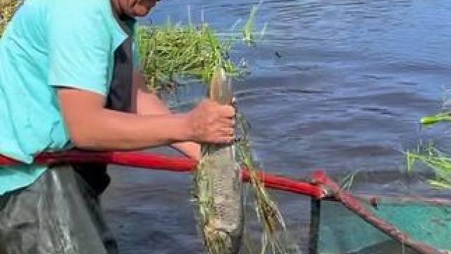 #户外捕鱼 #好大一条鱼