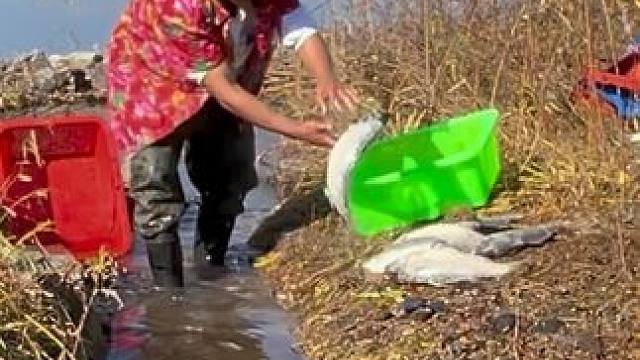 #户外捕鱼 #好大一条鱼