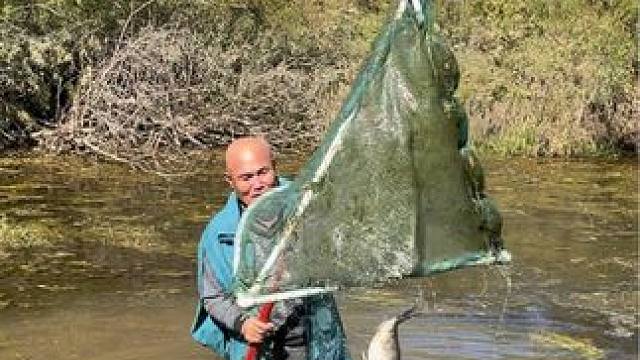 #户外捕鱼 #好大一条鱼