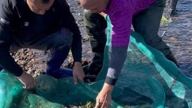 #户外捕鱼 #好多鱼