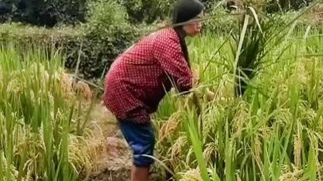 山卡卡里的农村大姐学费了开直播每天收获满满您还在恐播怕播不敢开播开播了不知说什么吗#记录真实生活 #