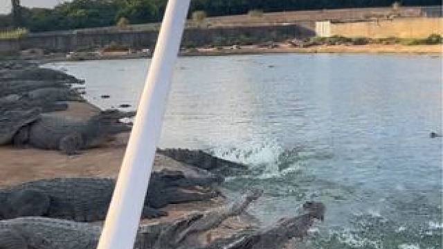 打鳄鱼一定要快准狠#危险动作请勿模仿