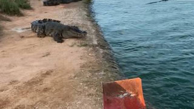 好好的水里不呆非要跑上来#危险动作请勿模仿