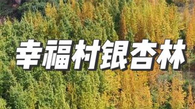 贵阳周边这片银杏林即将进入最佳观赏期 #属于秋天的颜色 #周末去哪玩 #给秋天点颜色看看 #贵阳周边