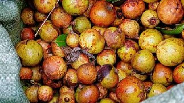 有没有来摘茶子的？