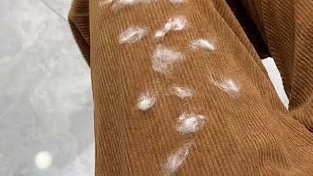 神奇的粘毛器!不仅能轻松清理头发和猫猫狗狗掉落的毛发，水一冲就干净能继续用了 #粘毛神器  #养猫人