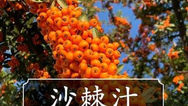 才这价就能到手足足14瓶沙棘原浆，大家赶紧薅！ #沙棘果 #沙棘原浆