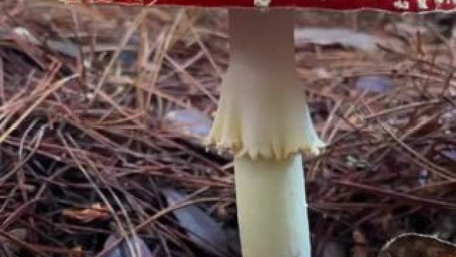 采菌子的欢乐。 #蘑菇竟然那么美 #大自然的馈赠 #解压视频 #极度舒适 #解压