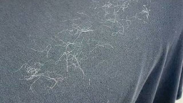 神奇的粘毛器!不仅能轻松清理头发和猫猫狗狗掉落的毛发，水一冲就干净能继续用了 #粘毛神器  #养猫人