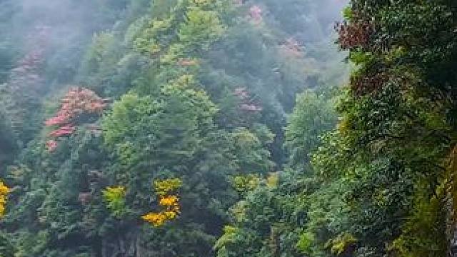 国道244四川巴中市南江县光雾山段沿途秋色 #最美的风景在路上 #旅行推荐官 #光雾山