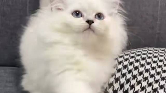 长毛银点2号妹妹   超粘人 追人撸#猫咪找家长 #求领养求带走 #领养 #领养猫