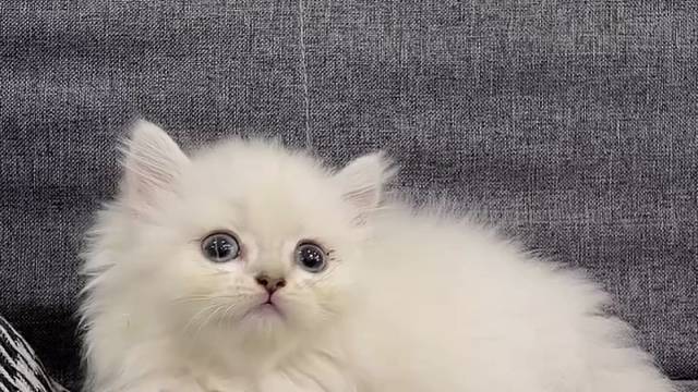 长毛银点1号妹妹 小耳朵 棉花糖#小猫找领养 #求领养求带走 #领养 #批发