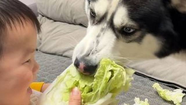 狗狗嫌弃小宝宝喂东西太慢，一口下去全部抢走，气得宝宝娃娃大哭 #萌宠出道计划 #二