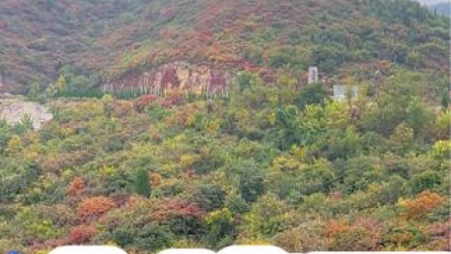 夹津口 #把秋日落叶拍出氛围感 #每一帧都是热爱 #给秋天点颜色看看 #离别是凉爽的秋 #河南刚哥