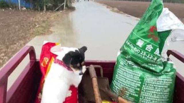 大清早薅我起来上地
这下得劲了吧……#田间地头 #乡愁记忆 #农村生活