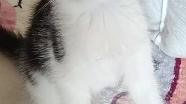 1号起司弟弟#猫咪找家长 #求领养求带走 #领养 #领养猫