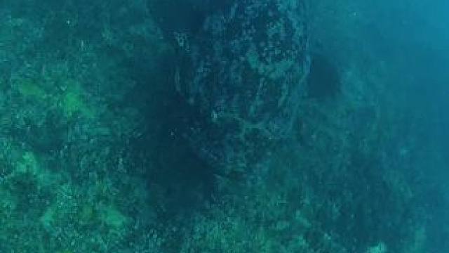 这鱼哪个钓友看了不羡慕~