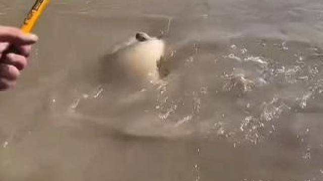 #这鱼哪个钓友看了不羡慕 #巨物