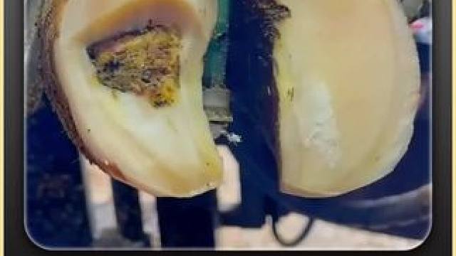 这么干净的牛蹄，是不是你的梦中情足？#修蹄 #解压 #助眠 #治愈 #强迫症