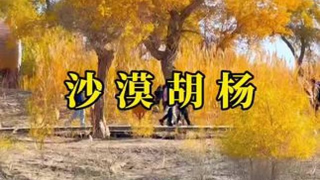 时常在想，到底是怎样的人，会喜欢我拍的这些作品，喜欢我走过的路。#旅行大玩家 #新疆 #给秋天点颜色