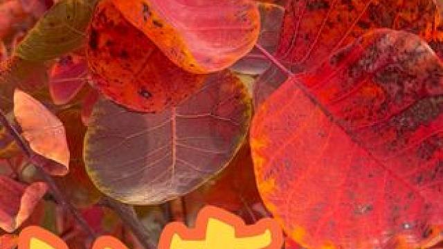 长寿山 #分享一份秋天给你 #把秋日落叶拍出氛围感 #给秋天点颜色看看 #河南刚哥#到深蓝的天空下感