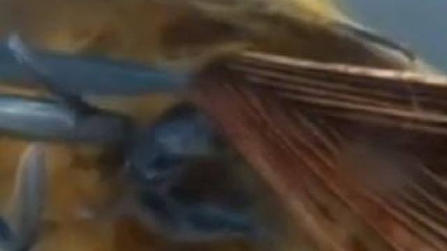 渔民利用稻草进行打窝让鲱鱼产卵#飞鱼卵香肠