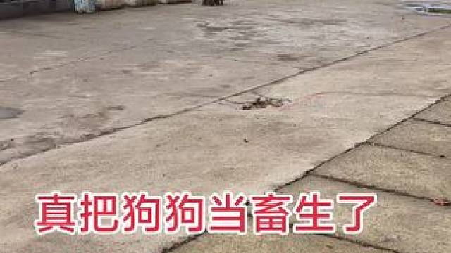 #野生动物零距离 #狗是人类最忠诚的朋友 ##可怜的流浪狗