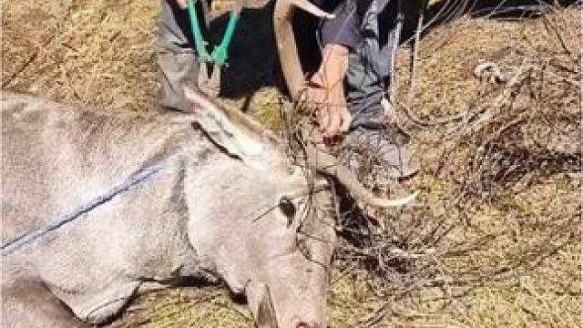 高原上的大鹿被挂铁丝网，好心牧民及时解救#高原上的神奇动物们 #保护野生动物 #爱护大自然保护野生动