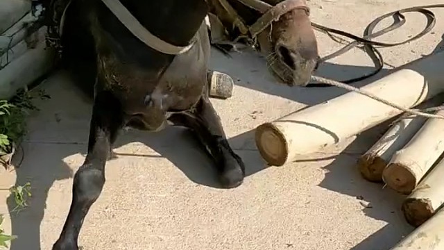 人心换人心、善待它们