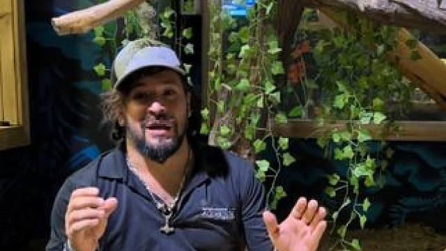 漂亮的黄金蟒 #国外视频分享 #奇妙的动物 #野生动物零距离