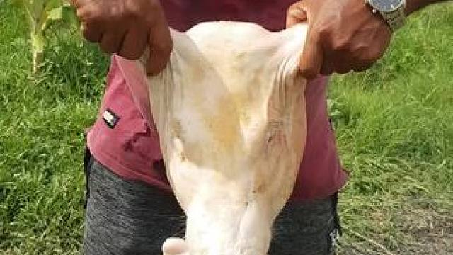 油炸猪头 #东南亚美食 #东南亚美食推荐 #原始美味