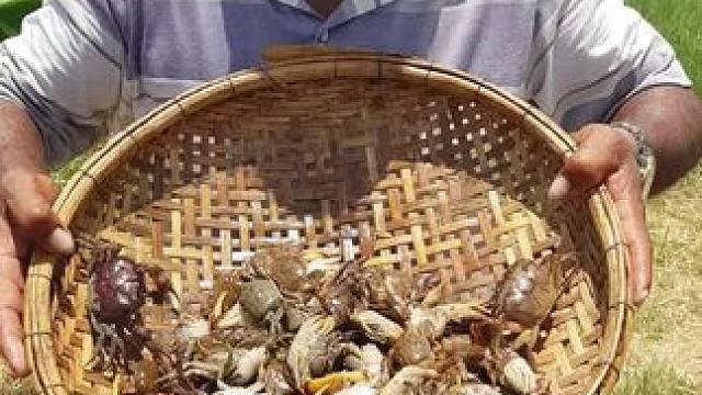 油炸螃蟹 #东南亚美食 #我的乡村生活