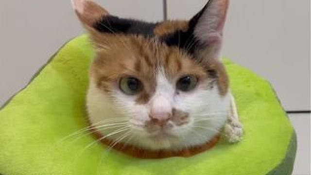 伞伞：失去了所有的力气和手段.. #三花猫 #记录猫咪日常 #谁能拒绝傻憨憨的小猫咪