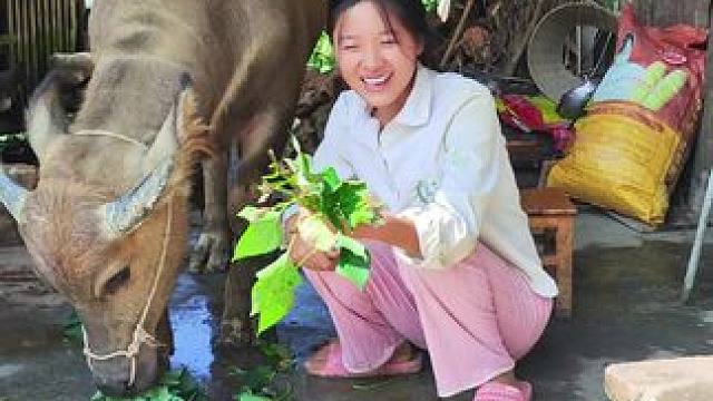 牛仔看到我给它带好吃的回来特别的开心#田园生活 #记录我的乡村生活 #放牛的生活