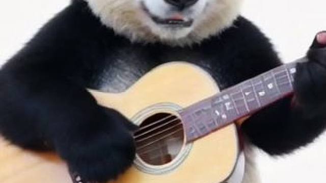 熊猫唱歌