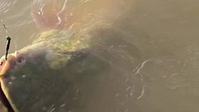 #这鱼哪个钓友看了不羡慕 #钓鱼的乐趣只有钓鱼人懂 #巨物