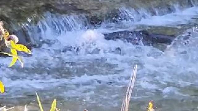 这鱼哪个钓友看了不羡慕~