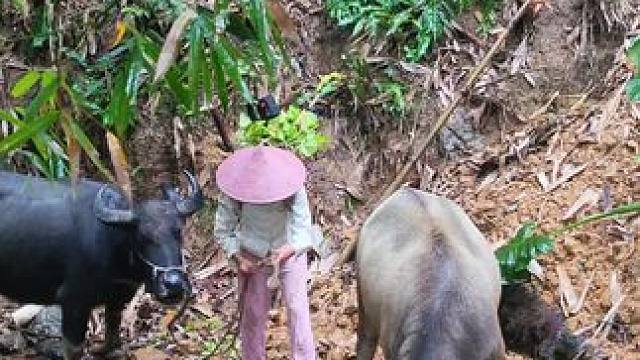 雨说下就下，只能放下手头的活拉牛回家#田园生活 #记录我的乡村生活 #放牛的生活