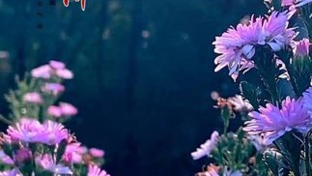 ᥫᩣ·²º²⁴/₁₀.₂₃ ɴɪᴄᴇ ᴅᴀʏ
秋逝冬临，愿你好事凝霜 ，喜自天降。#原创摄影 #霜降