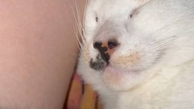 看我捡的小猫 #猫