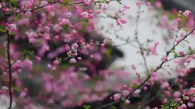 生命的天空里，有风和日丽，亦有云遮雾障，不是每轮艳阳都暖人，不是每片乌云都下雨，既然决定不了命运的走