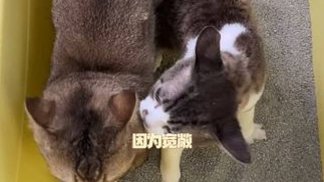 #猫砂盆超大号  #猫砂盆  #萌宠好物