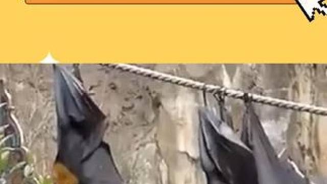 尿完还知道抖，非常讲究 #蝙蝠 #万万没想到 #奇怪的知识增加了 #大数据推荐给有需要的人