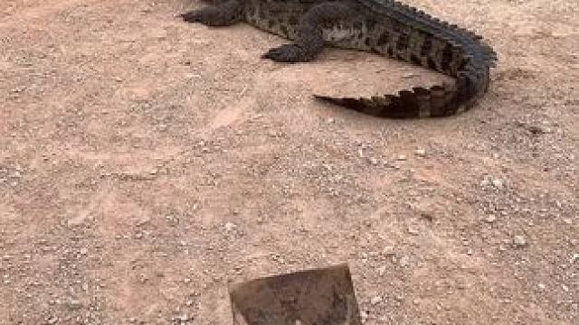 鳄鱼池边跑步，感受大自然的呼吸#危险动作请勿模仿