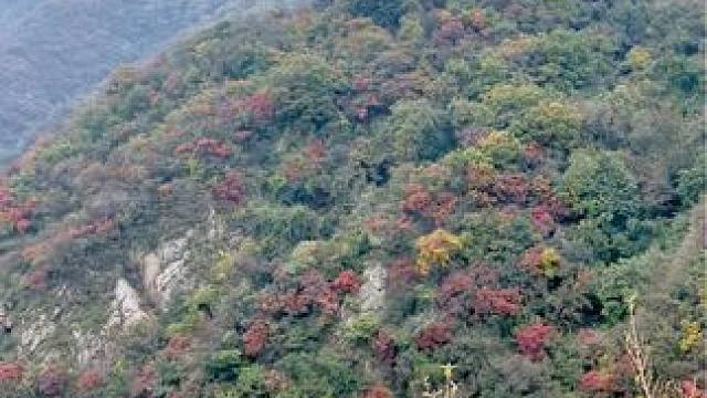 嵩顶草甸 #河南刚哥#旅行推荐官 #到深蓝的天空下感受秋日 #给秋天点颜色看看 #每一帧都是热爱