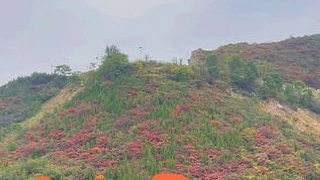 夹津口 #河南刚哥#给秋天点颜色看看 #分享一份秋天给你 #又是一个秋带走了夏天的风 #随后便是我爱