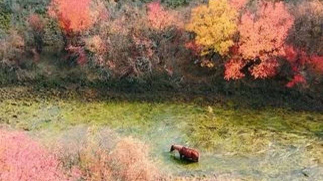 生命的意义就是旅途本身 #交换世界计划#来一场秋天的慢充旅行