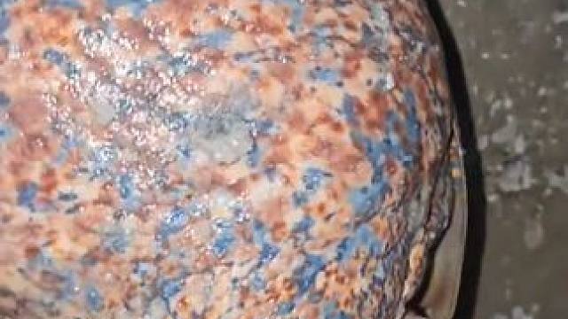 赶海收获两只大涡螺 #国外视频分享 #海洋生物 #赶海