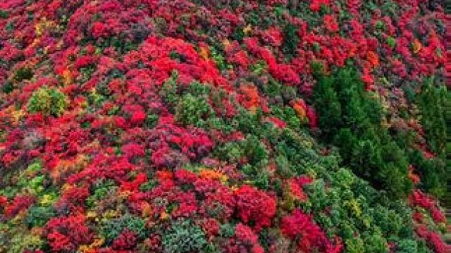 金秋留坝，红叶最佳观赏季 
