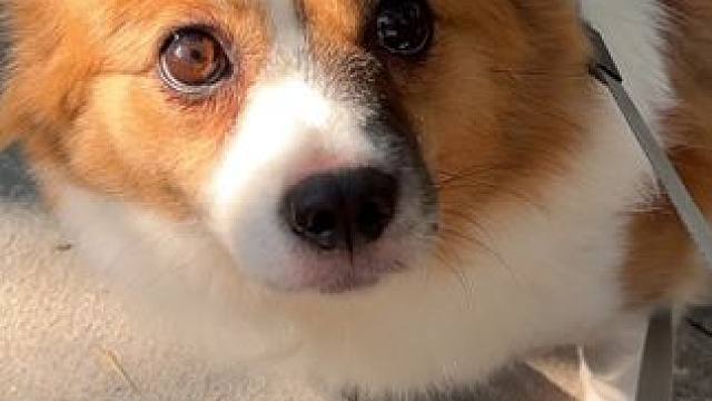 这狗太气人了，吃饭时挑三拣四，吃粑粑时狼吞虎咽，气得人腰子疼 #萌宠出道计划 #动